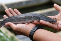 Cara Mancing Ikan Lele di Kolam Kecil: Mudah, Murah, dan Mengasyikkan