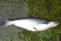 Umpan Mancing Ikan Patin Alami