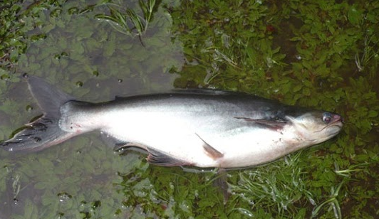 Umpan Mancing Ikan Patin Alami
